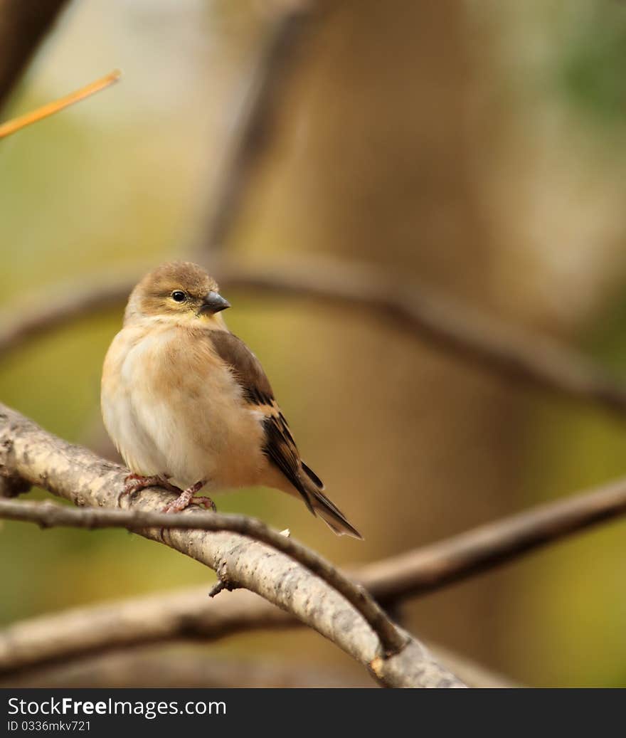 American Goldfinch, Carduelis Tristis