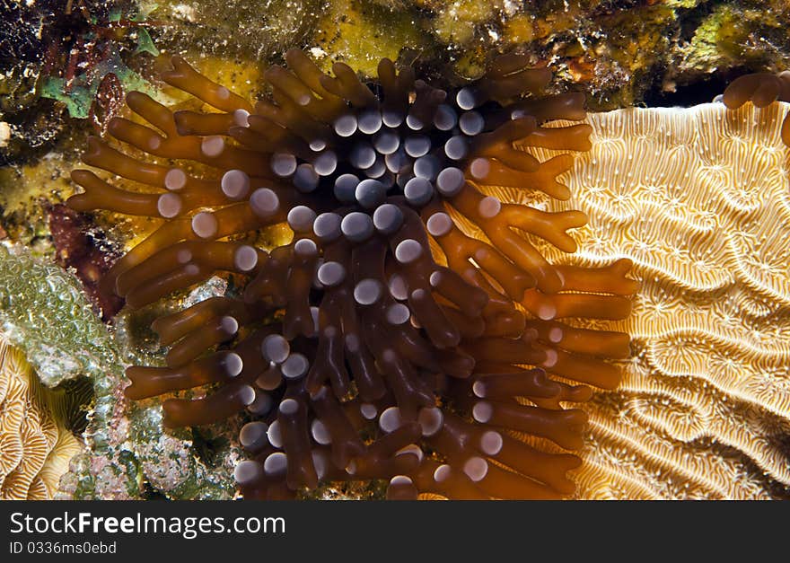 Coral reef at night with Branching anemone Lebrunia danae extended