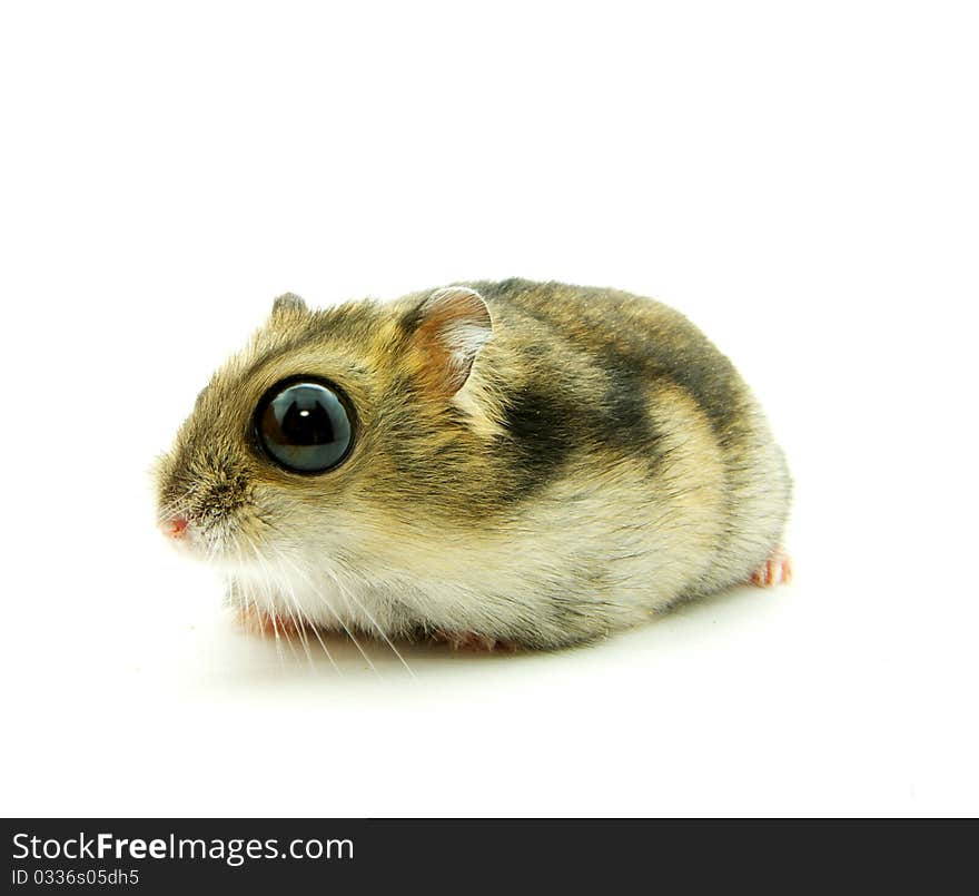 Hamster