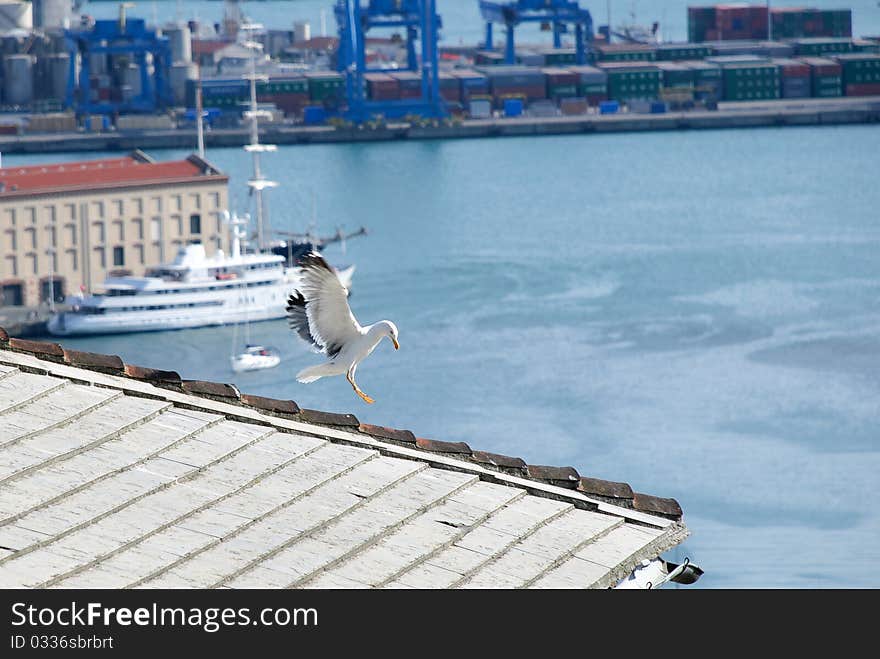 Gull Landing