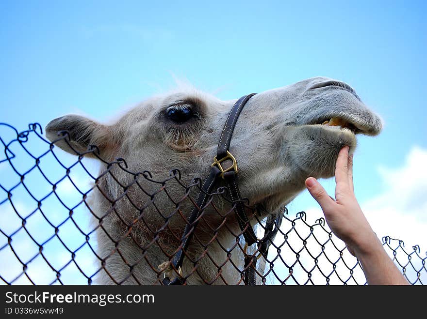 Camel head over wire fence