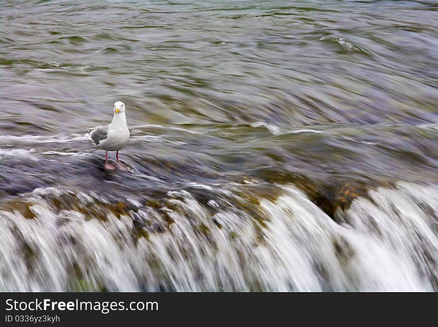 Seagull and waterfall