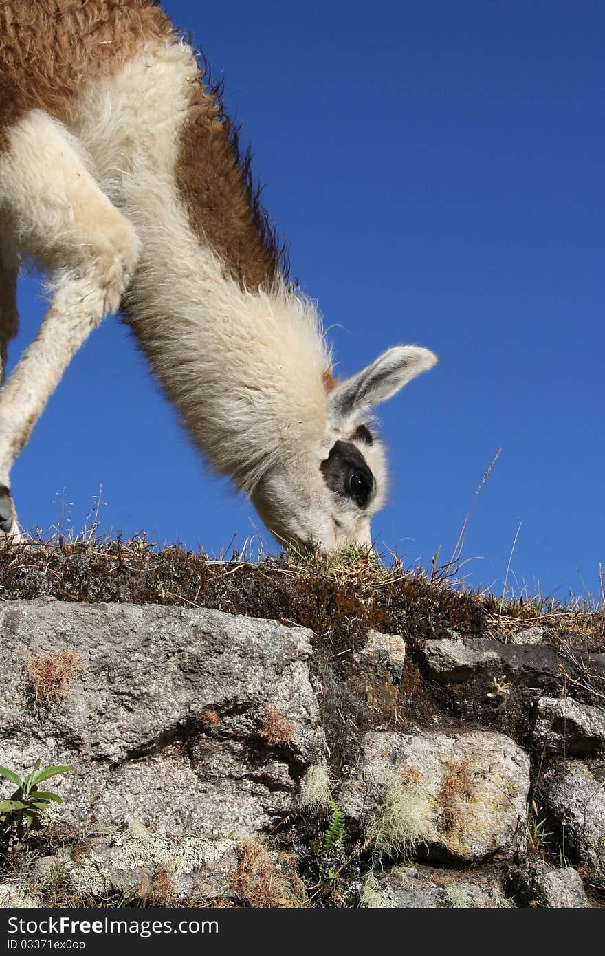 Llama grazing at Machu Picchu