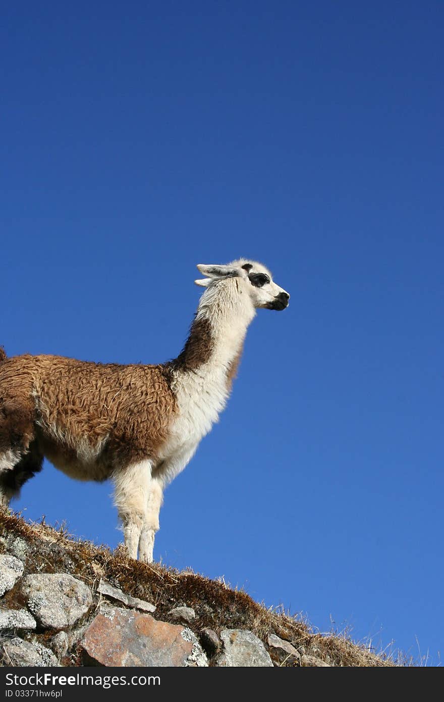 Llama Grazing At Machu Picchu