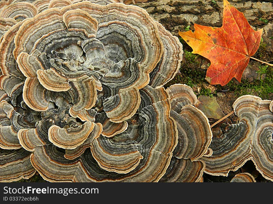 Fungus And Maple Leaf On A Log