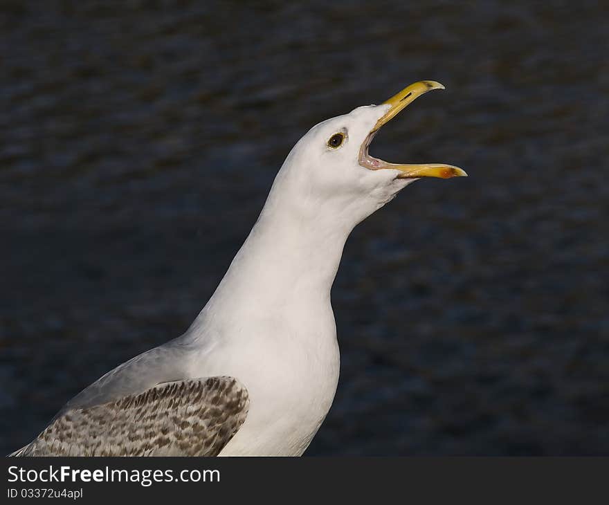 Racous Large Gull