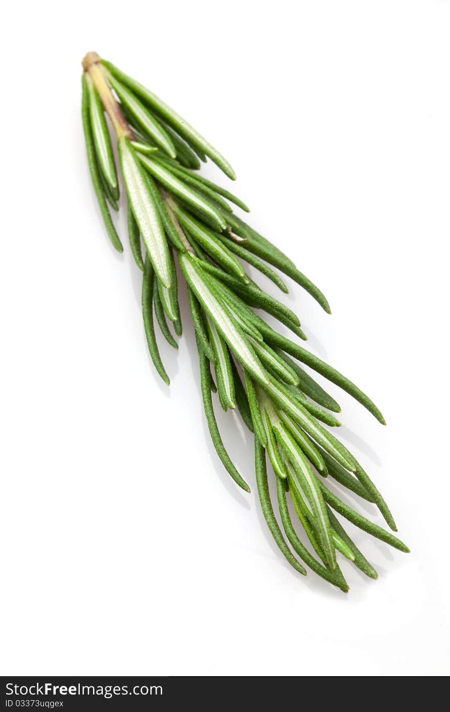 Rosemary isolated on white background