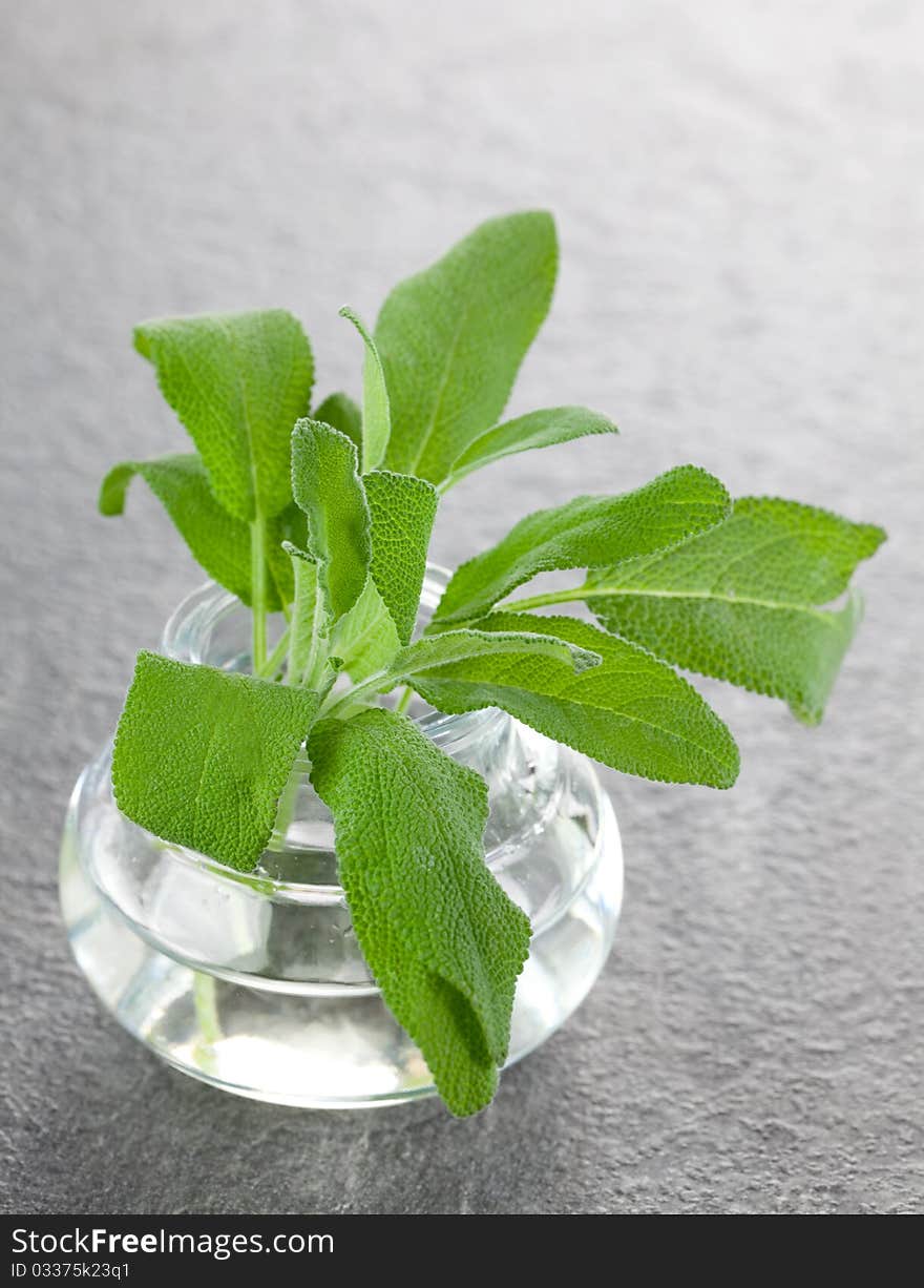 Fresh sage leaves in a glass closeup. Fresh sage leaves in a glass closeup