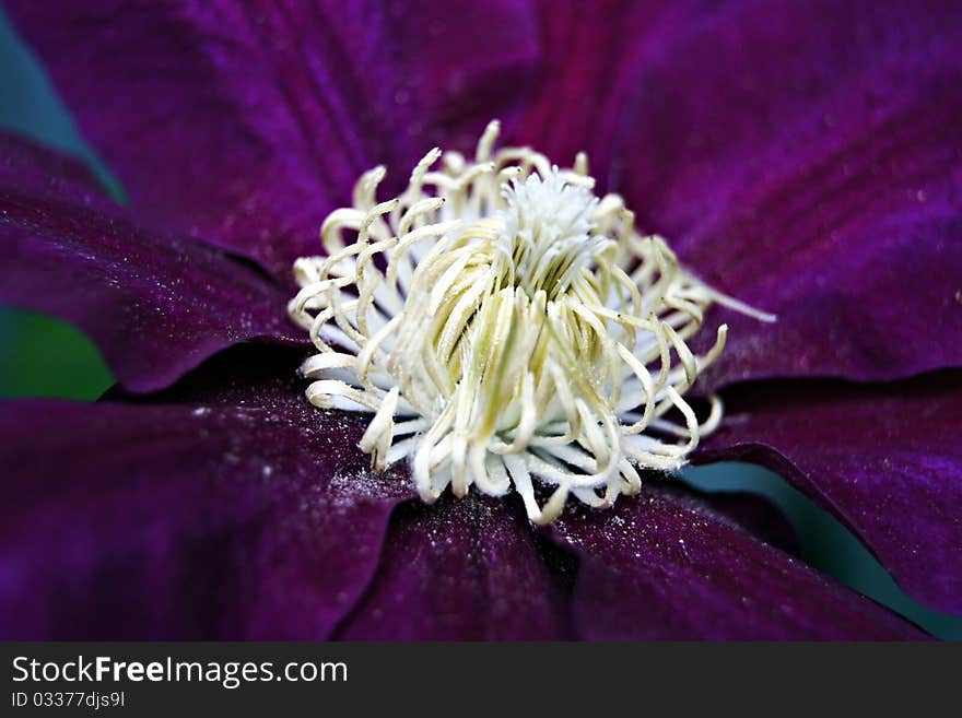 Clematis Bloom