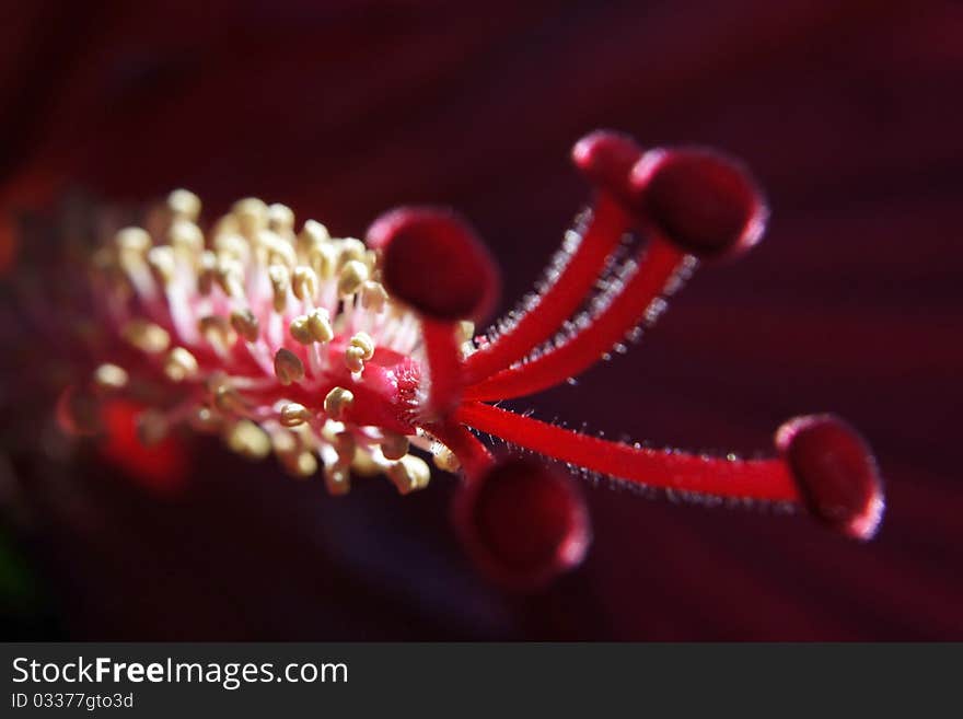 Stamen of a red hibiscus bloom. Stamen of a red hibiscus bloom.