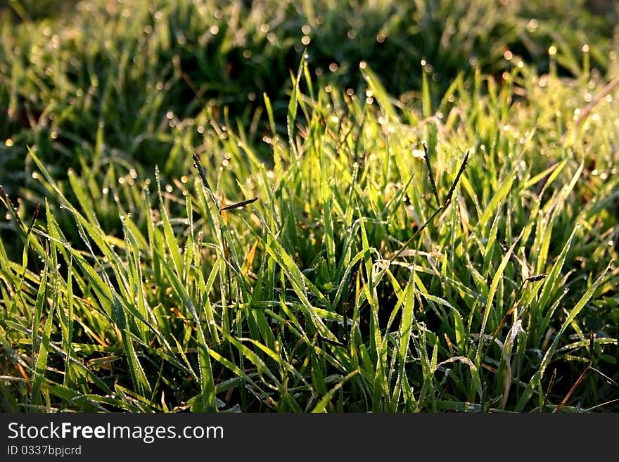 Dewdrops On Grass