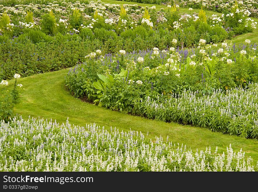 Herbs and flowers in a bed. Herbs and flowers in a bed