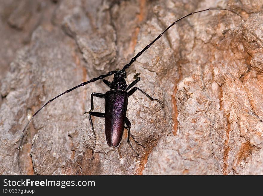The endangered great capricorn beetle. The endangered great capricorn beetle