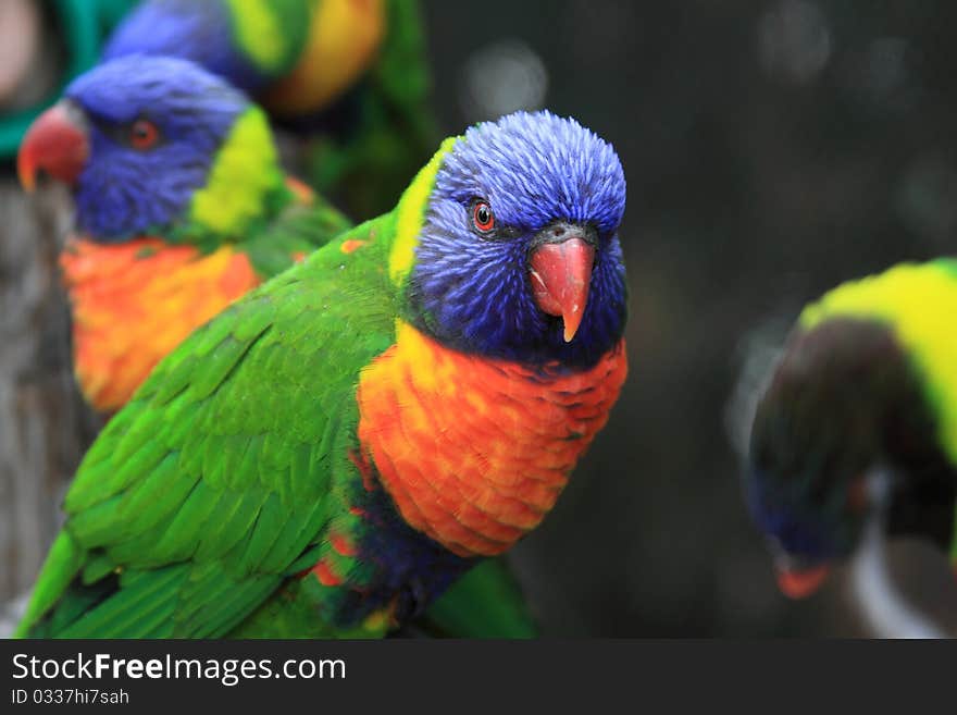 Lorikeet looking toward the lens while other bird look elsewhere. Lorikeet looking toward the lens while other bird look elsewhere.