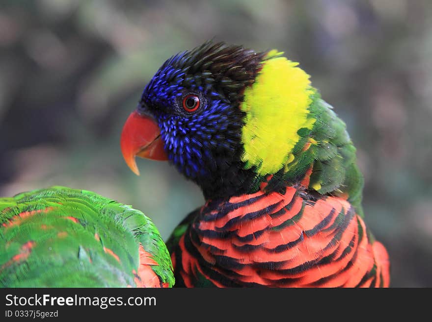 Lorikeet looking over its right side past another bird bending toward the ground. Lorikeet looking over its right side past another bird bending toward the ground.