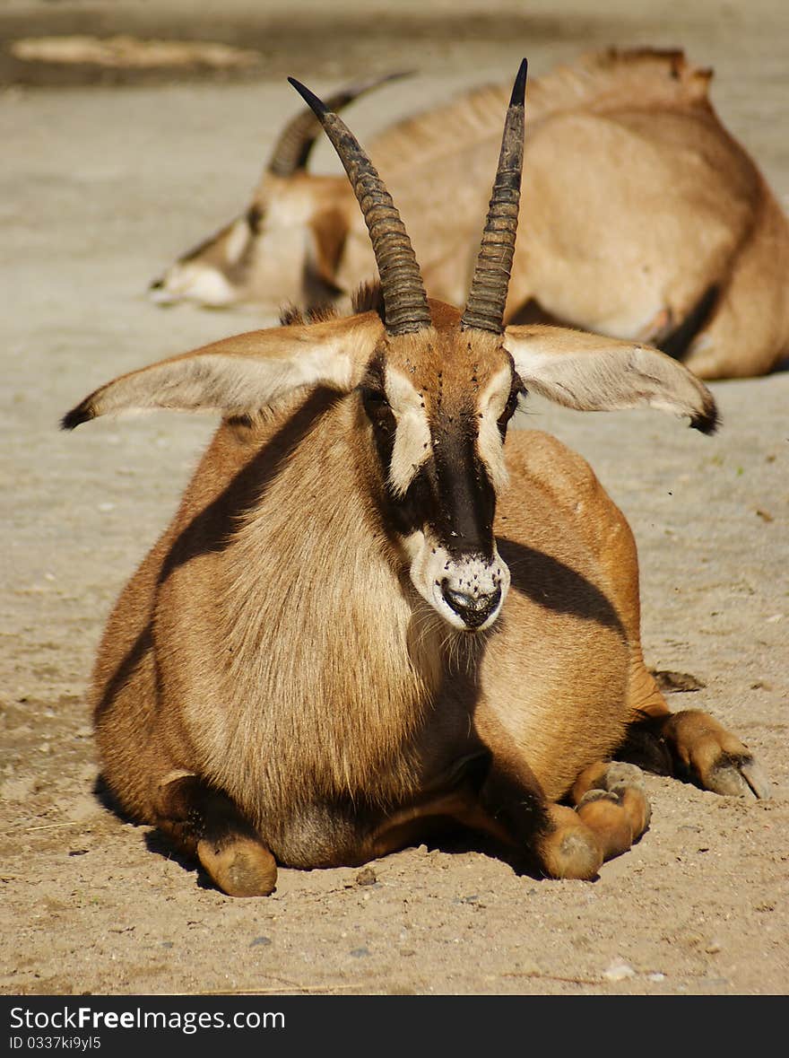 Lying African antelope in a zoo. Lying African antelope in a zoo