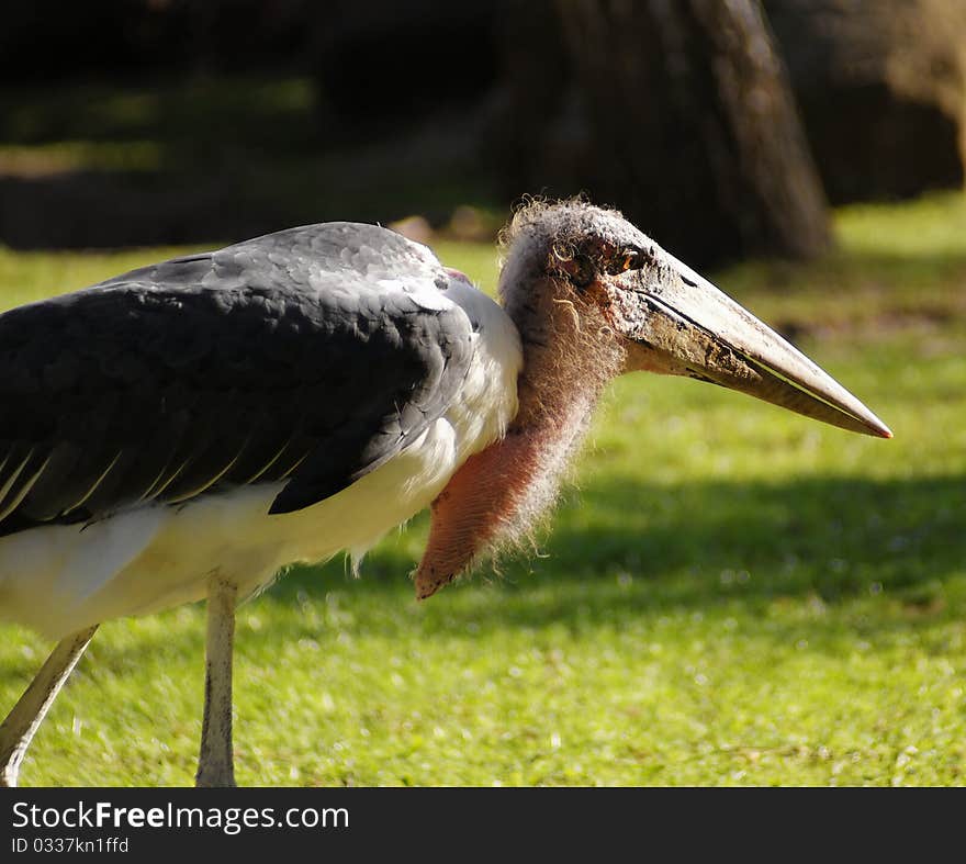 A Bird In The Zoo