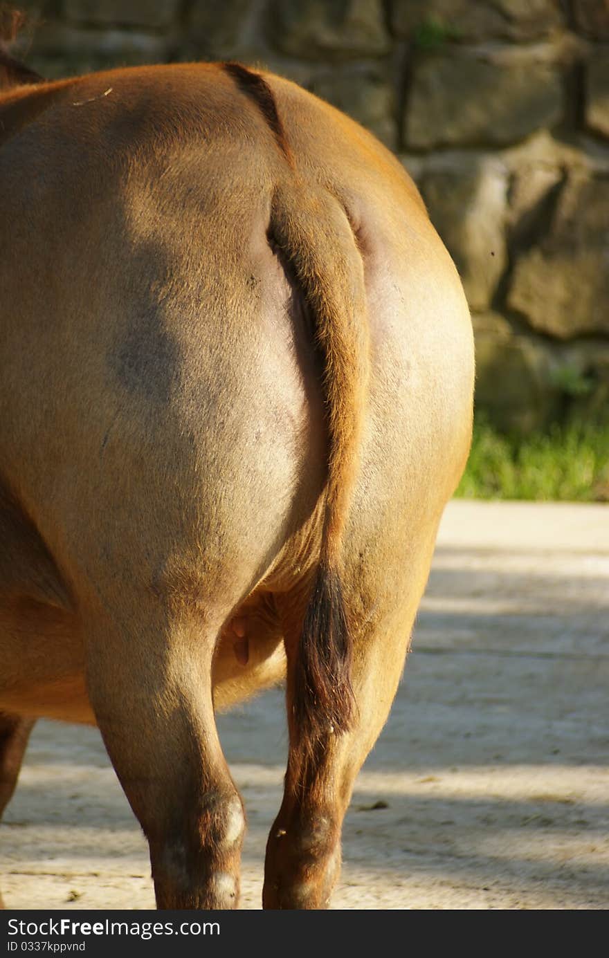 African antelope in a zoo. African antelope in a zoo