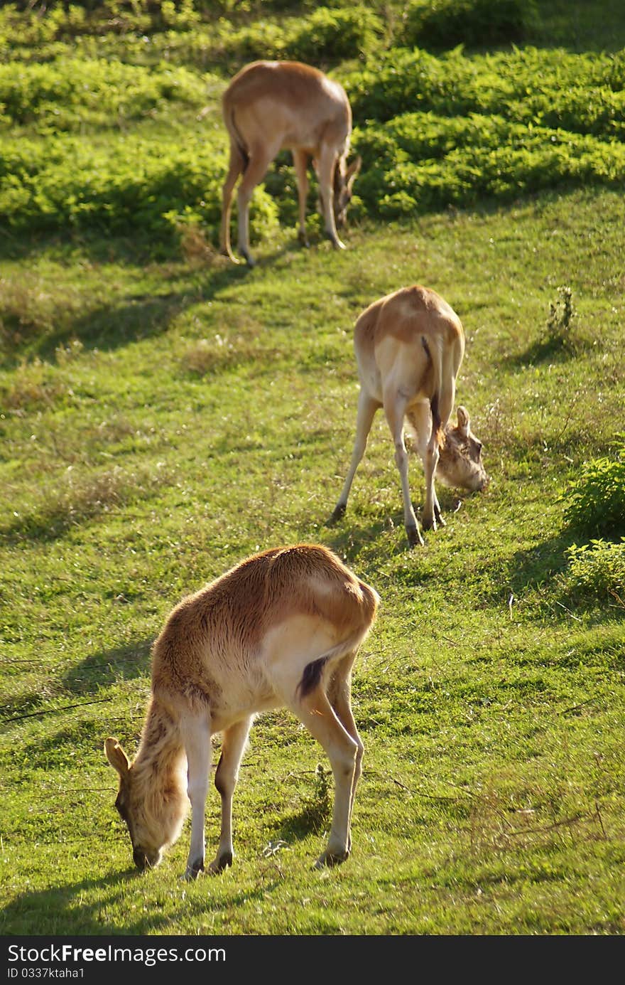 African antelope in a zoo. African antelope in a zoo