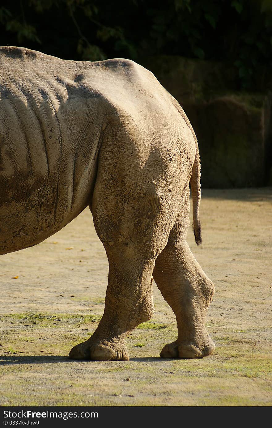 White rhino at the zoo. White rhino at the zoo