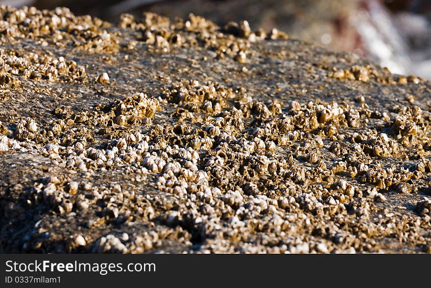 Coastal organisms