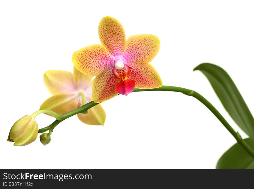 Yellow orchid phalaenopsis isolated on white