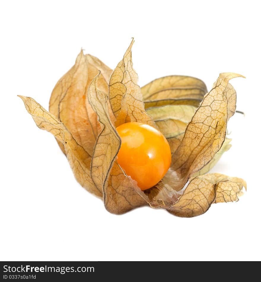 Physalis