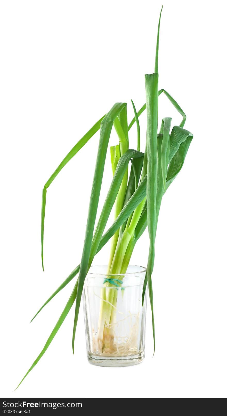 Bunch green onions isolated on a white background