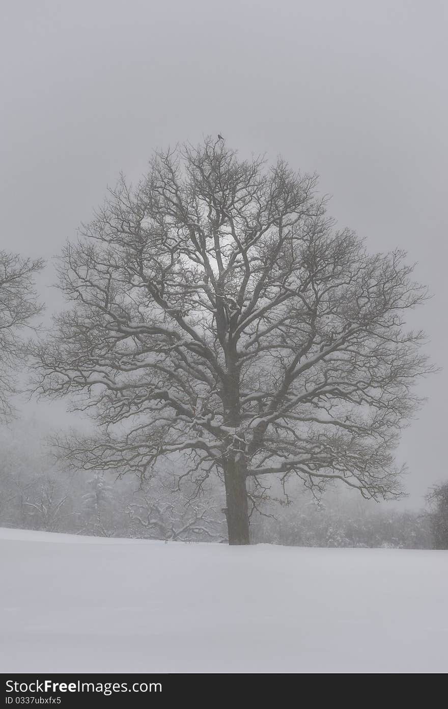 Winter Crow