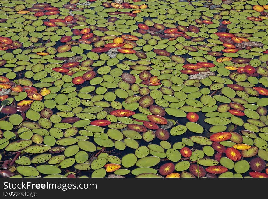 These lily pads offered a serene looking carpet of color. These lily pads offered a serene looking carpet of color.