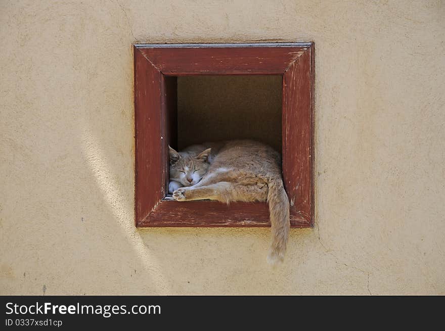 Cat sitting in a window