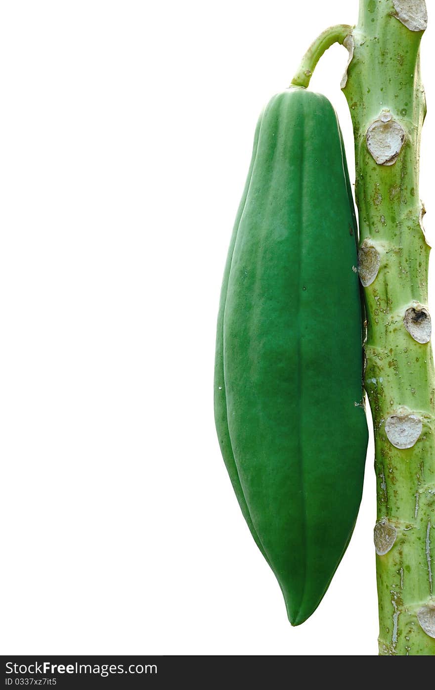 The papaya tree on a white background.