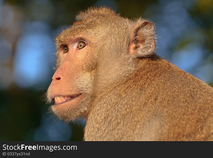 Face of the monkey in thailand. Face of the monkey in thailand