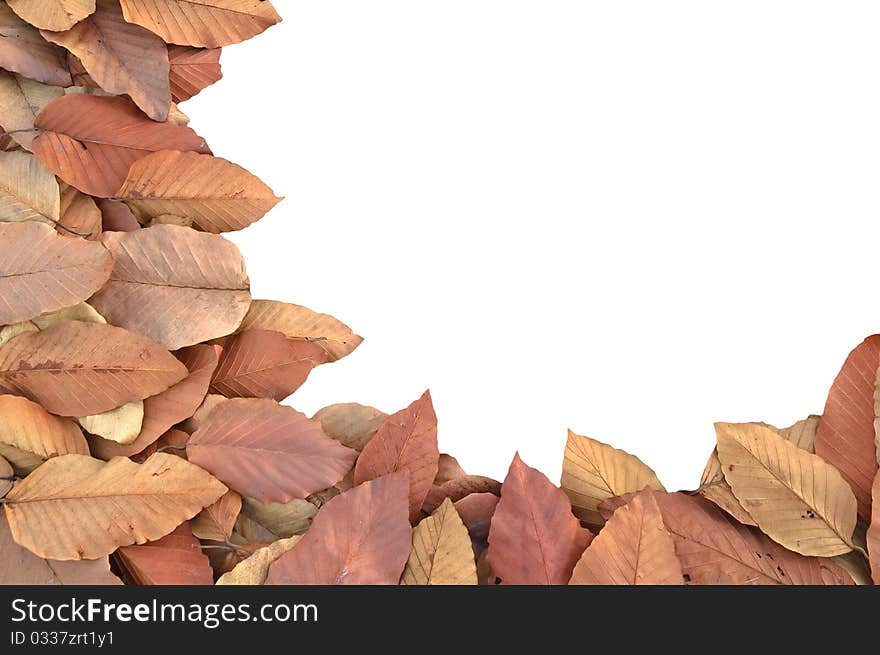 Autumn Leaf Frame. on white background. Autumn Leaf Frame. on white background