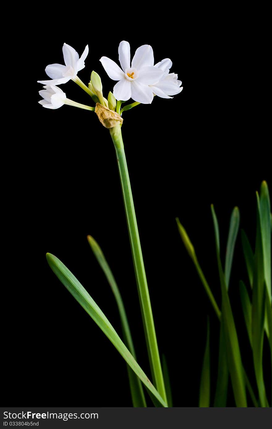 White narcissus isolated on black