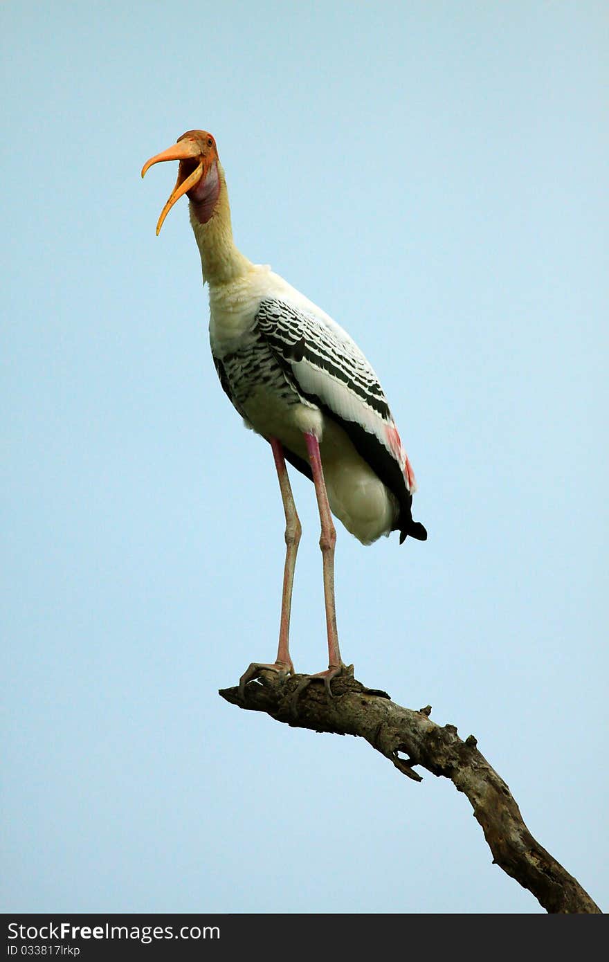 Painted Stork