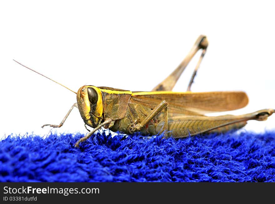 Common locust