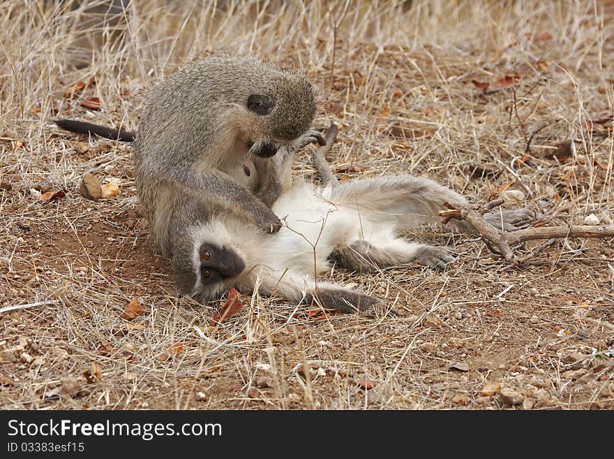 Two vervet monkeys, cercopithecus aethiops, grooming each other. Two vervet monkeys, cercopithecus aethiops, grooming each other