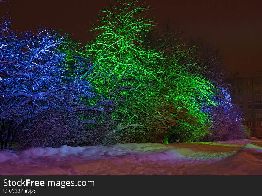 Snow-covered trees with color illumination at night in winter. Snow-covered trees with color illumination at night in winter