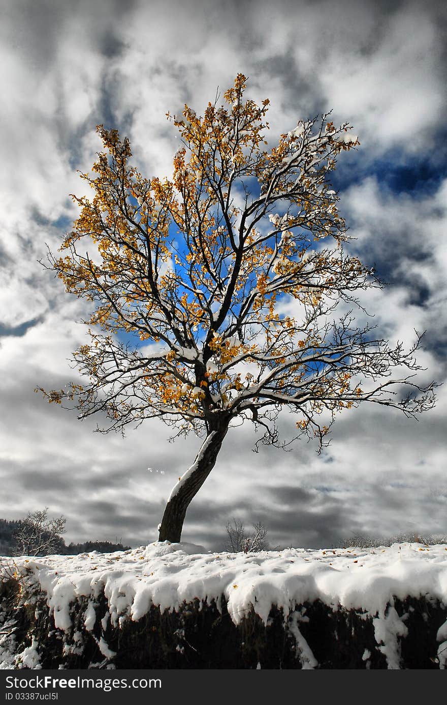 A lonely tree with yellow leafs. A lonely tree with yellow leafs