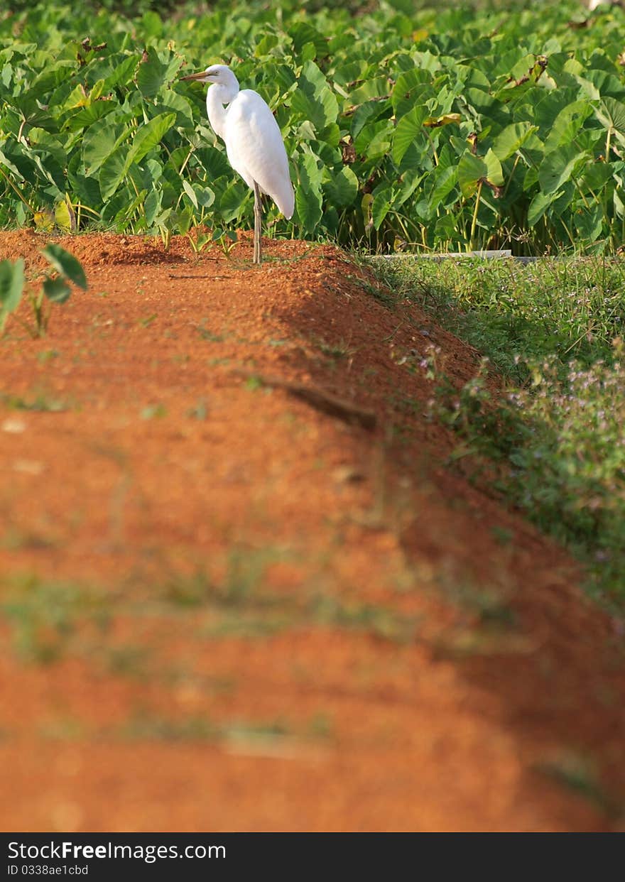 Beautiful white bird stands in the late afternoon sun bewteen some rice paddies. Beautiful white bird stands in the late afternoon sun bewteen some rice paddies.