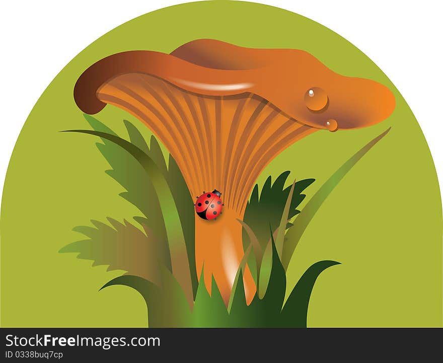 Chanterelle with a ladybird in green grace. Chanterelle with a ladybird in green grace