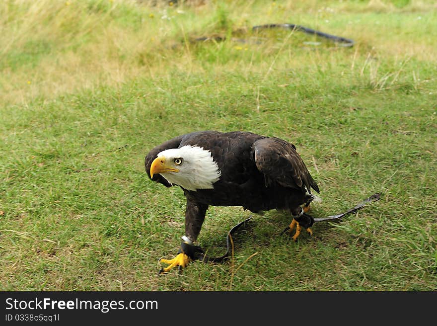 Bald eagle on the meadow,hasty. Bald eagle on the meadow,hasty.