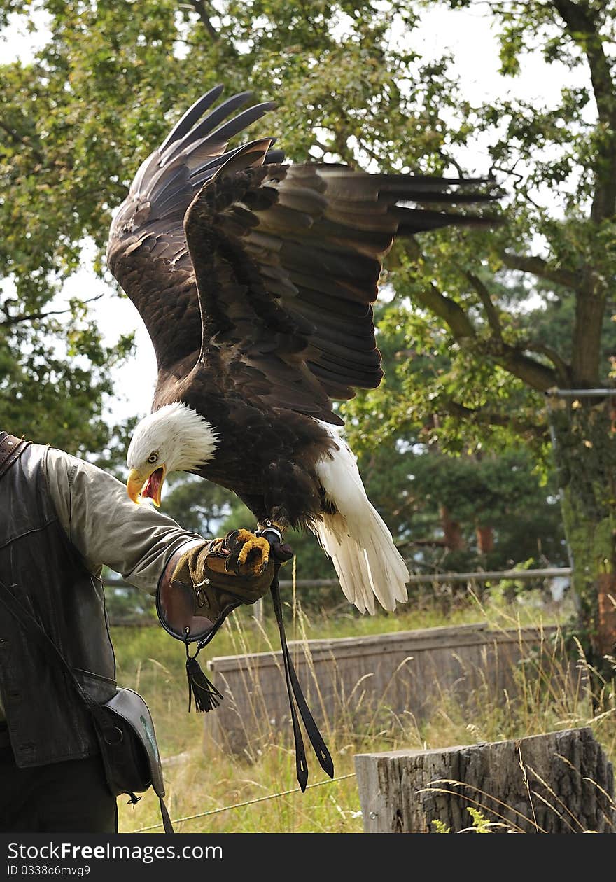 Bald eagle is eating meat on hand of a falconer,Burg Regenstein,Harz,Germany. Bald eagle is eating meat on hand of a falconer,Burg Regenstein,Harz,Germany.