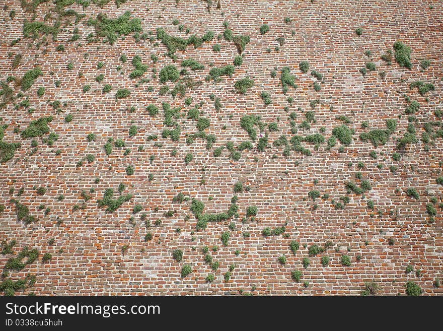 Old Brick Wall And Plants