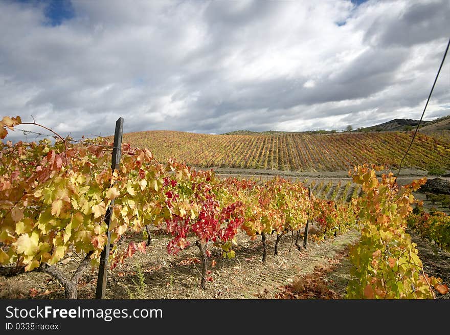 Vineyards In Autumn Colors