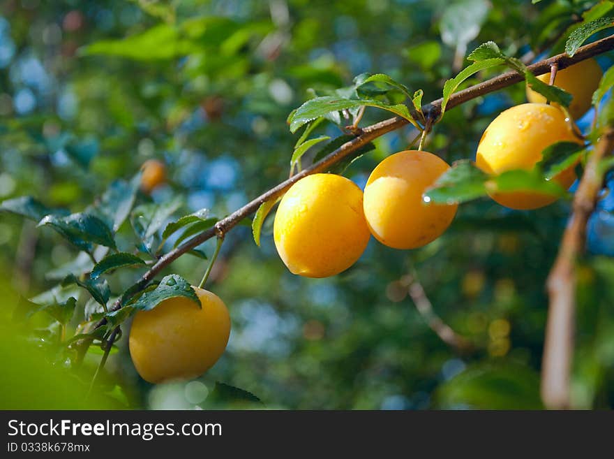 A wild yellow plumbs on a branch