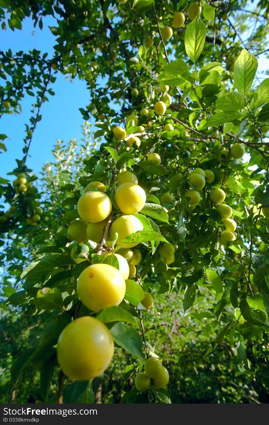 A lot of yellow plumbs on a tree. A lot of yellow plumbs on a tree