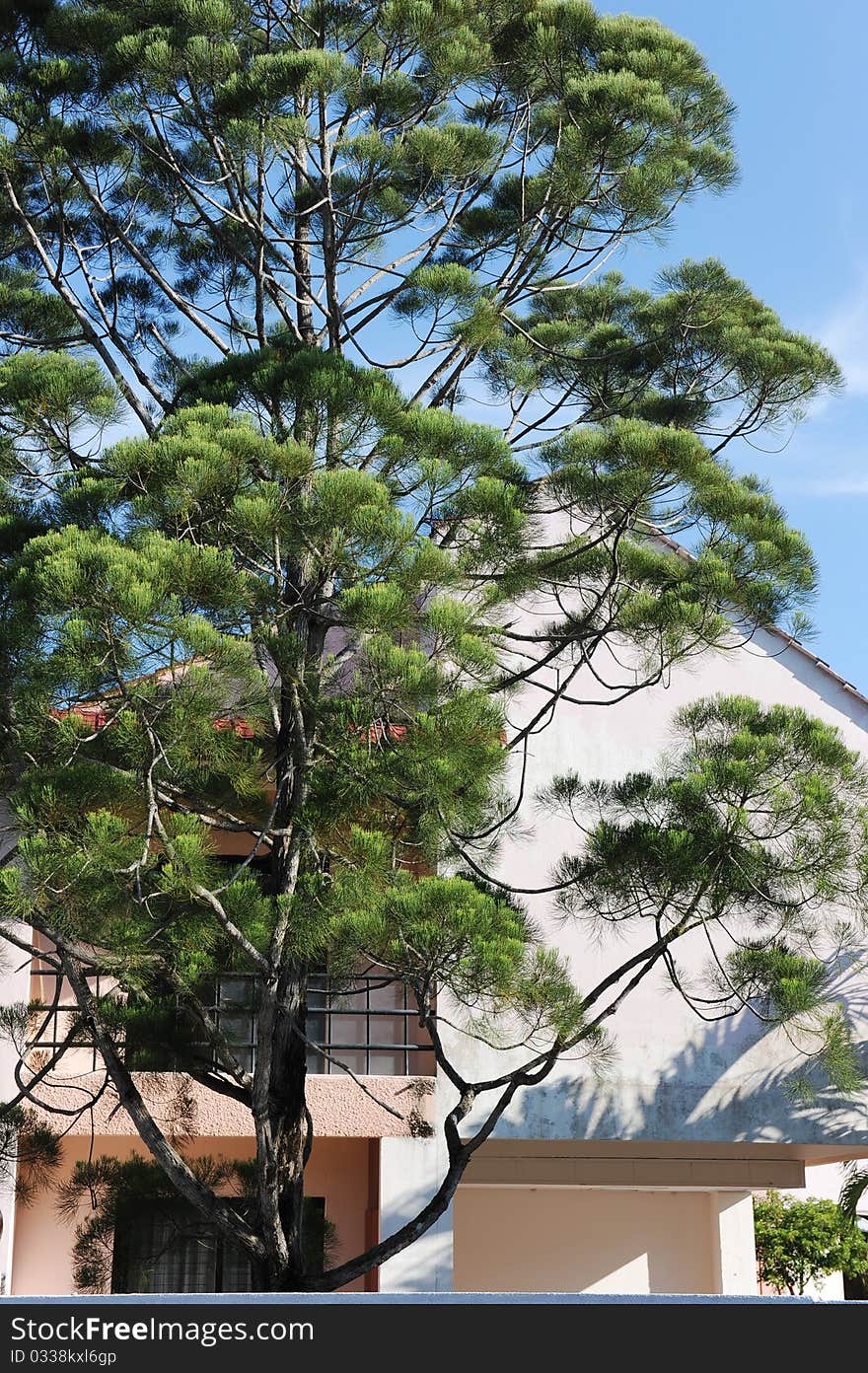 A pine tree in front of bungalow. A pine tree in front of bungalow.