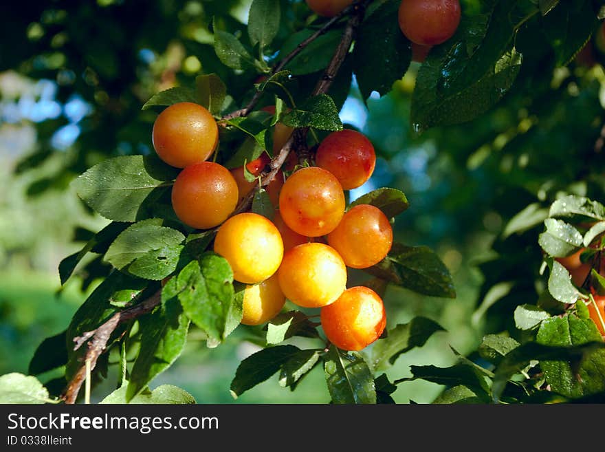 A bunch of orange plumbs on a tree